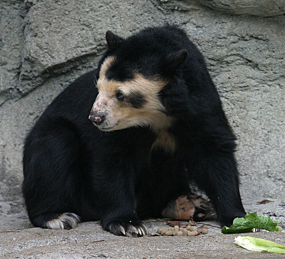 Stunning Photo Captures South America's Only Bear in Its Threatened Cloud Forest Home