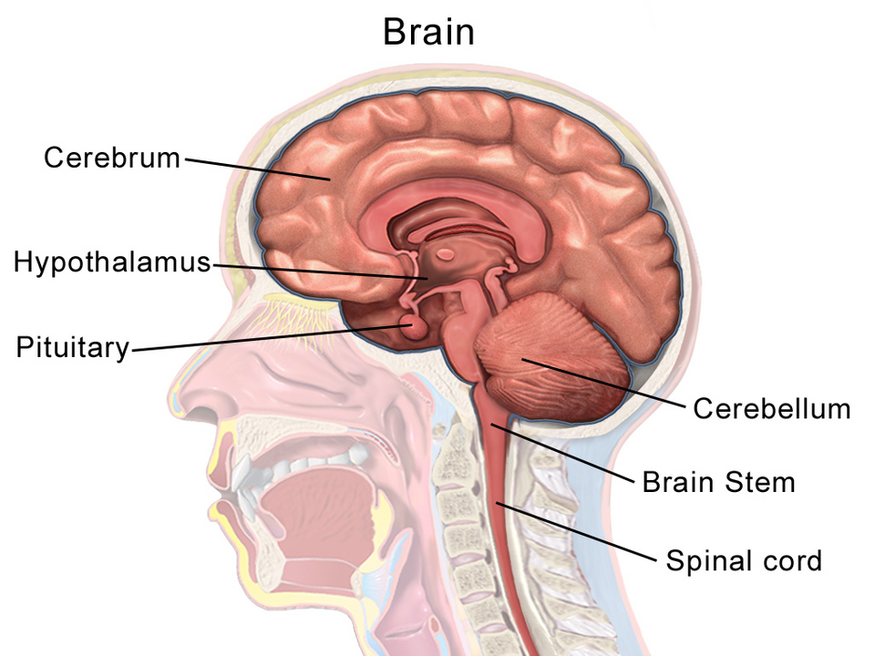 Most Americans Support Autism Brain Research but Have No Idea How It Works