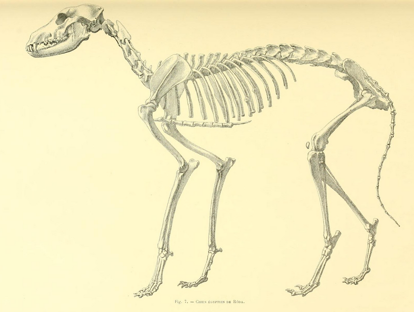 World's Oldest Confirmed Dog Pushes Canine History Back 5,000 Years