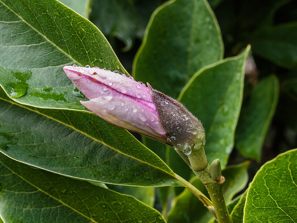 How Flowers Quietly Conquered the Planet and Made Human Life Possible
