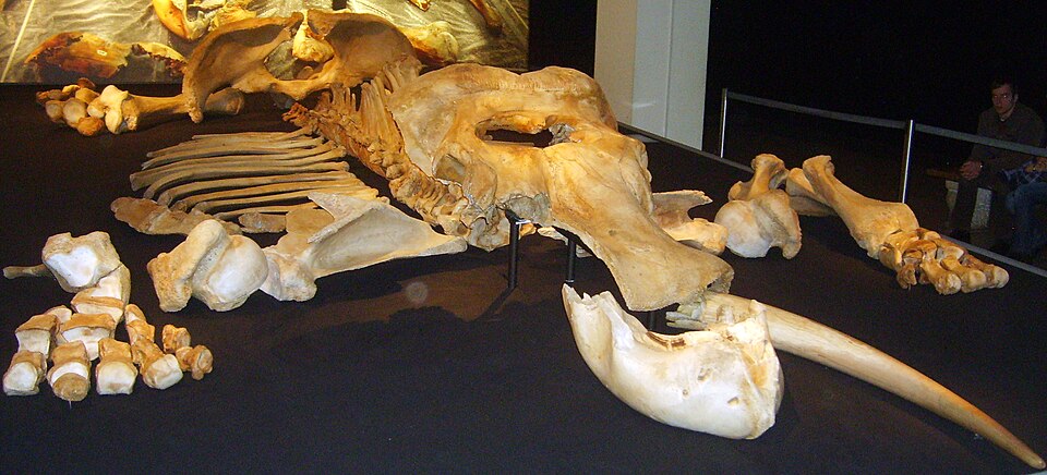 Ancient Boxes in a German Attic Rewrite the Story of a Neanderthal Elephant Hunt