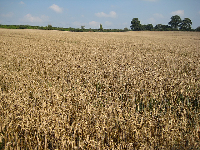 Ancient Farmers Accidentally Bred "Warrior" Wheat — and Modern Agriculture Had to Undo Their Work