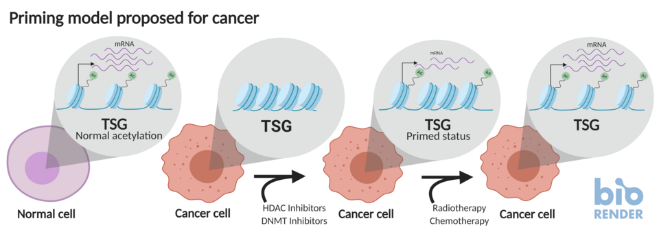 Experimental Drug Targets p53-Mutant Cancers in New Approach to Precision Oncology
