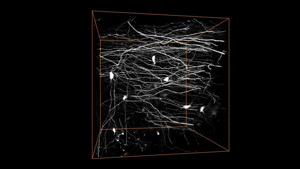 Supplementary Movie 1 3D reconstruction of the GFP-labeled image block shown in Fig. 3 without preprocessing.