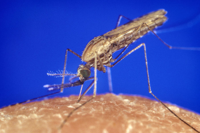 ID#:1354 Anopheles gambiae mosquito feeding
Anopheles gambiae mosquito. A malaria vector. Parasite.