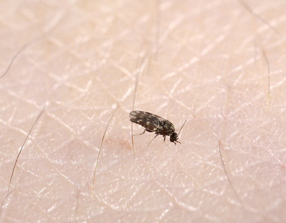 Biting midges (commonly called sandflies) are a common nuisance insect around marine environments