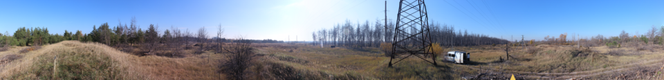 Panorama of the red forest of in the Chernobyl Exclusion Zone