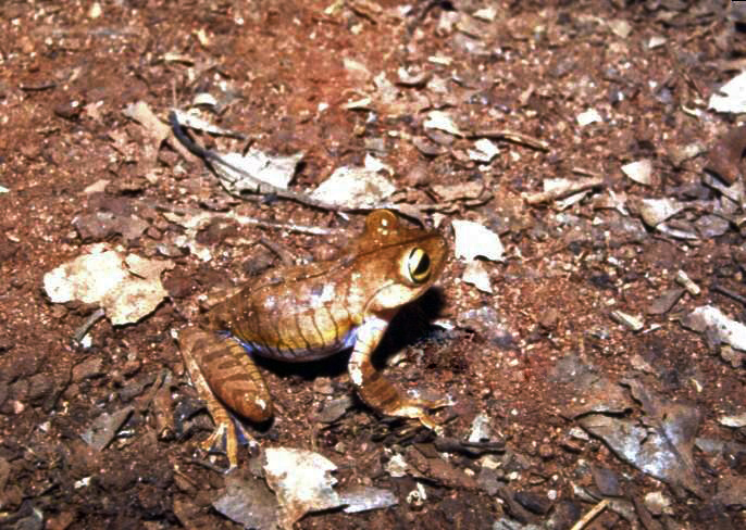 Bokermannohyla hylax