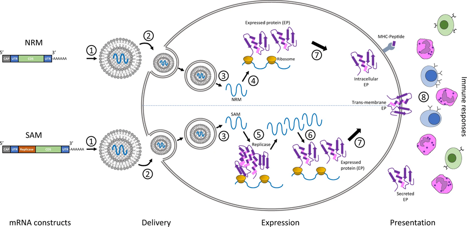 Non-replicating mRNA (NRM) constructs encode the coding sequence (CDS), and are flanked by 5′ and 3′ untranslated regions (UTRs), a 5′-cap structure and a 3′-poly-(A) tail. The self-amplifying mRNA (SAM) construct encodes additional replicase components able to direct intracellular mRNA amplificatio