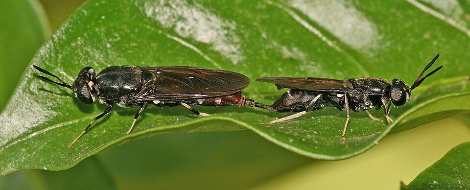 A Black soldier flies, Hermetia illucens mating. Picture taken in Dar es Salaam, Tanzania