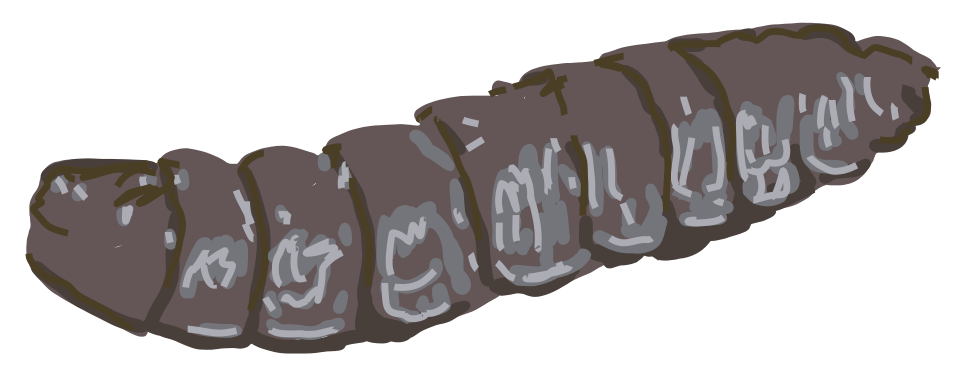 Black soldier fly prepupae