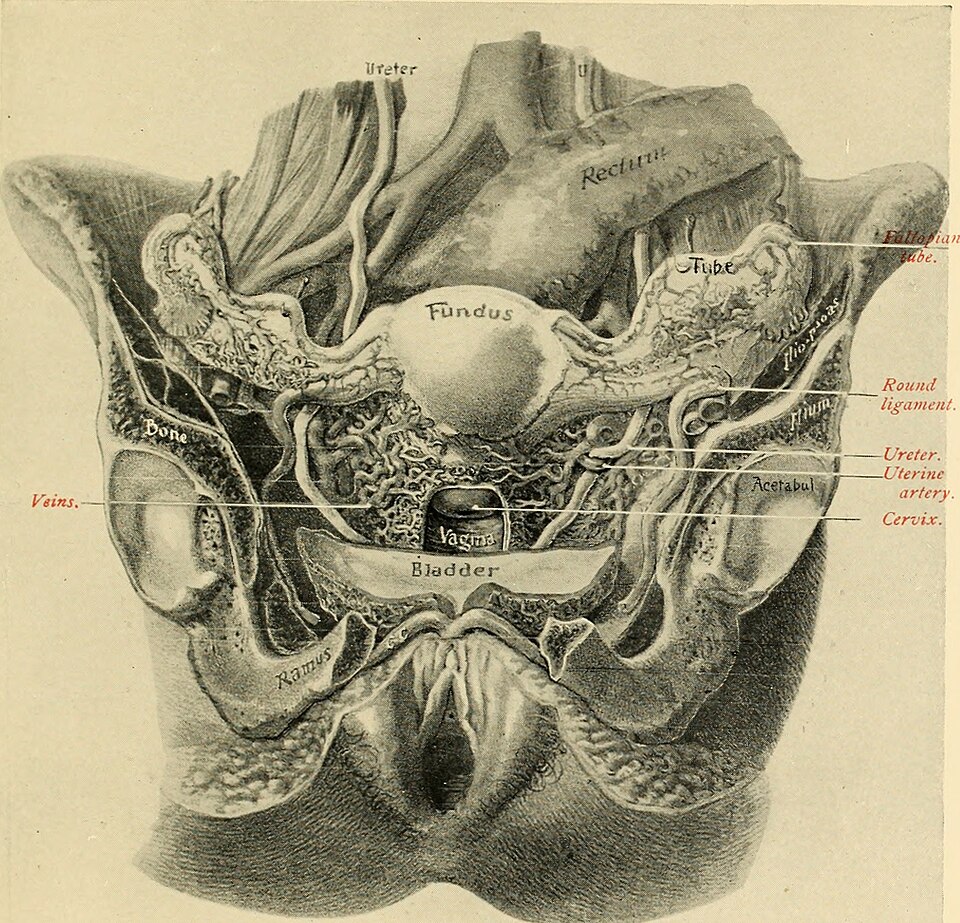 Identifier: americantextbook00norr (find matches)
Title: An American text-book of obstetrics. For practitioners and students
Year: 1897 (1890s)
Authors:  Norris, Richard C. (Richard Cooper), 1863-1937 Dickinson, Robert Latou, 1861-
Subjects:  Obstetrics Obstetrics
Publisher:  Philadelphia, W. B. Sau