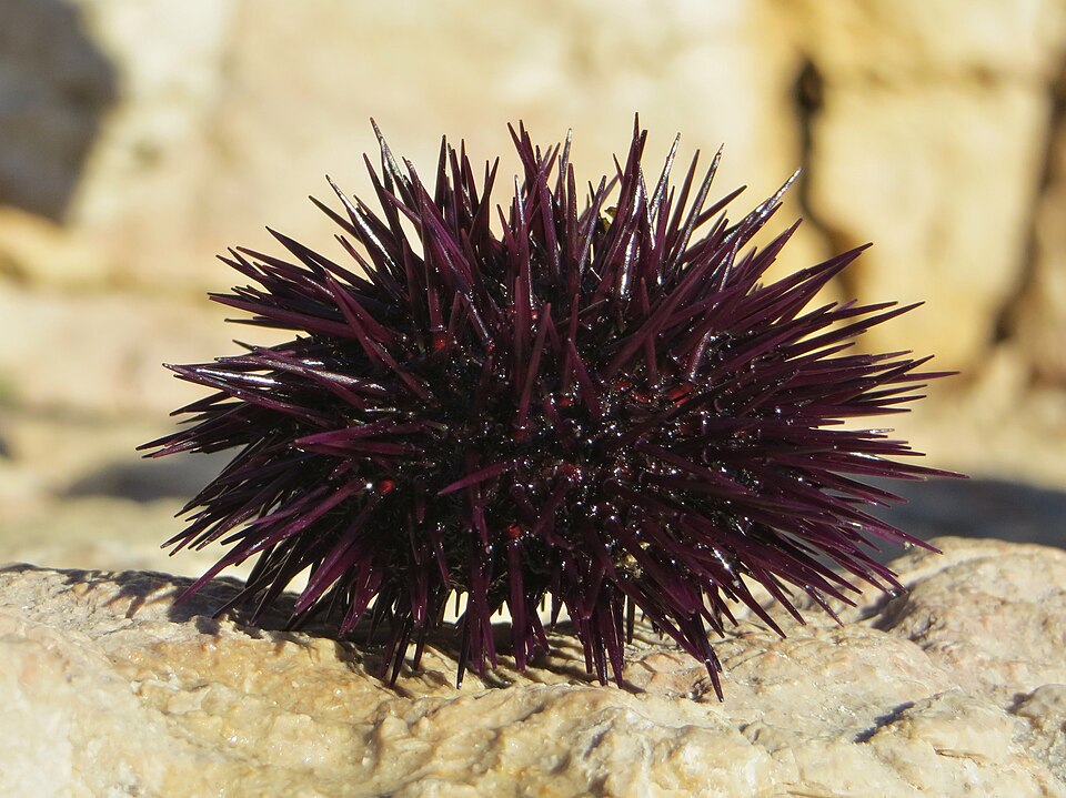 Purple sea urchin Paracentrotus lividus in the Mediterranean (south of France).