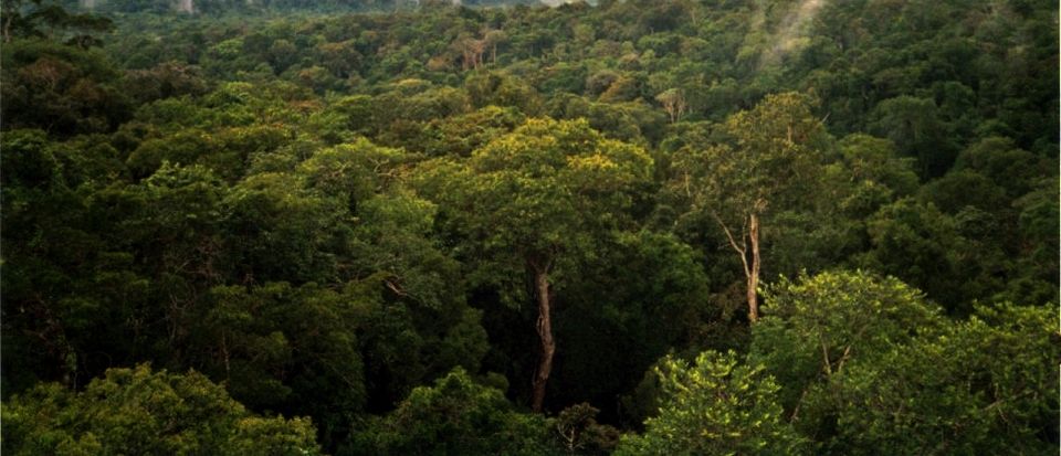 View of Amazon basin forest north of Manaus, Brazil.  Image taken from top of a 50 m tower for meteorological observations, and the top of vegetation canopy is typically 35 m.  The image was taken within 30 minutes of a rain event, and a few white 'clouds' above the canopy are indicative of rapid ev
