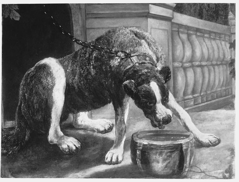 Glass plate negative of Watchdog Drinking Water.