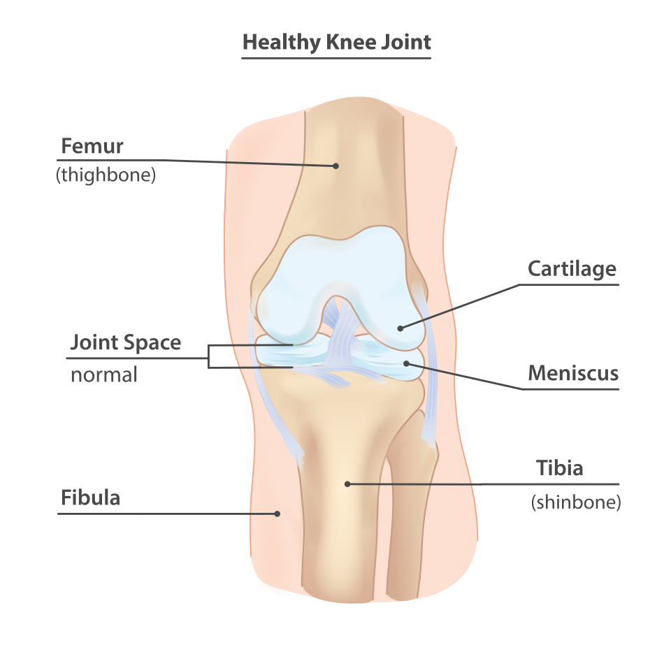 Medical illustration of a healthy knee joint, in particular the bones, cartilage and ligaments.