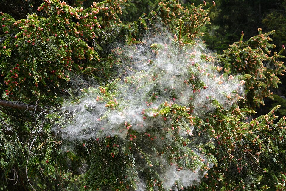 Released pollen of European spruce (Picea abies)