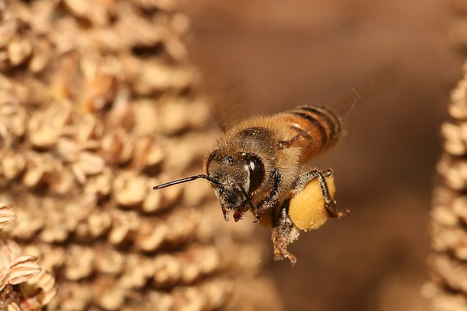12mm long Apis mellifera, Apis mellifera flying back to its hive carrying pollen in a  pollen basket. Pictured in Dar es Salaam, Tanzania on a private facility.