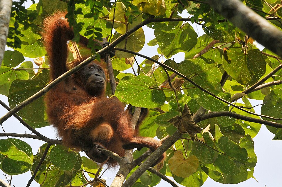 NORTH SUMATRA, INDONESIA - JUNE 10 : Environmental activists at 'The Human Orangutan Conflict Response Unit - Orangutan Information Center' (HOCRU - OIC) saves the Sumatran orangutan trapped in oil palm plantations in Halaban Besitang village,Langkat, North Sumatra, Indonesia, on June 10, 2017. It i