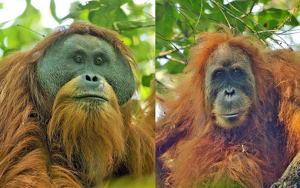 Tapanuli Orangutans (Pongo tapanuliensis): Togus, adult flanged male on the left, and an adult female on the right. Batang Toru Forest, North Sumatran Province, Indonesia.