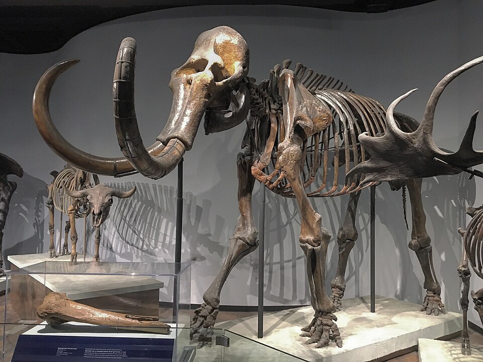 Wooly Mammoth fossil skeleton on display at the Field Museum of Natural History, Chicago, IL