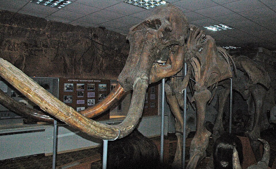 Mammuthus primigenius Blumenbach, 1799 - woolly mammoth skeleton from the Pleistocene of Siberia. (public display, Yakutsk Public Unified Museum of History &amp; Northern Folk Culture, Yakutsk, Siberia, Russia)
This is the Tirekhtyakh Mammoth, a ~40,000 year old, complete skeleton found in eastern S