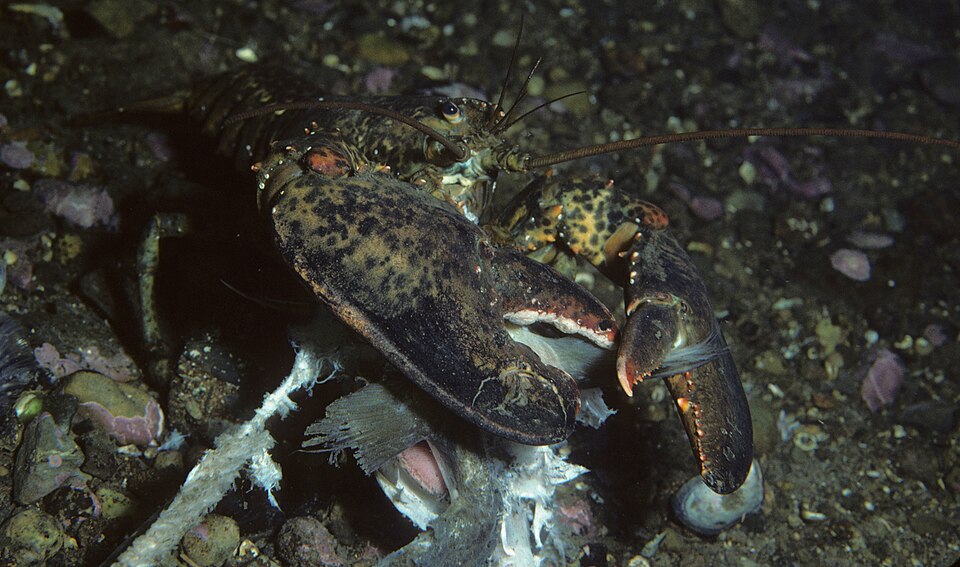 American lobster, Homarus americanus