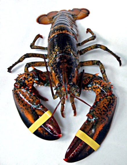 Bogavante americano