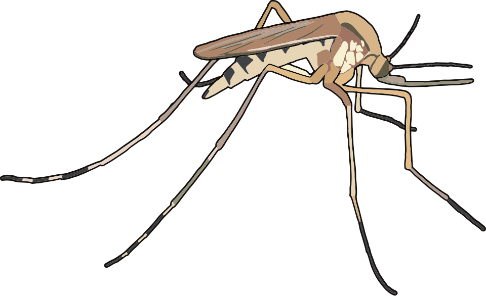 Anopheles mosquito