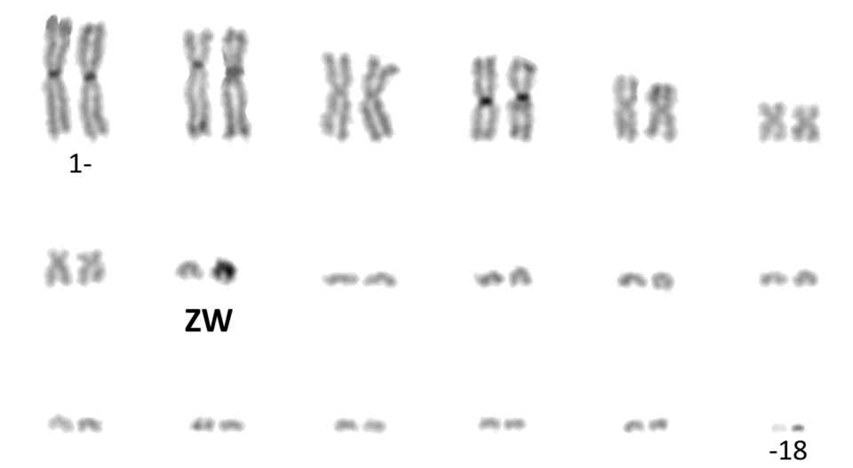 C-banded karyotype of female Gila monster (Heloderma suspectum). 2n=36, consisting of 7 pairs of large to medium-sized metacentric chromosomes and 11 pairs of small acrocentric chromosomes.