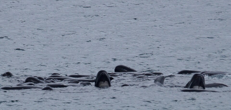 Long-finned Pilot Whales (Globicephala melas), Skaw