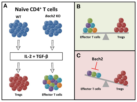 Figure 6. Bach2 inhibits T-effector differentiation and stabilizes Tregs. Cytokines present in the environment regulate the phenotypic and functional fate of T cells. The combination of IL-2 and TGF-β creates an environment conducive for the generation of inducible Treg cells. (A) WT cells different