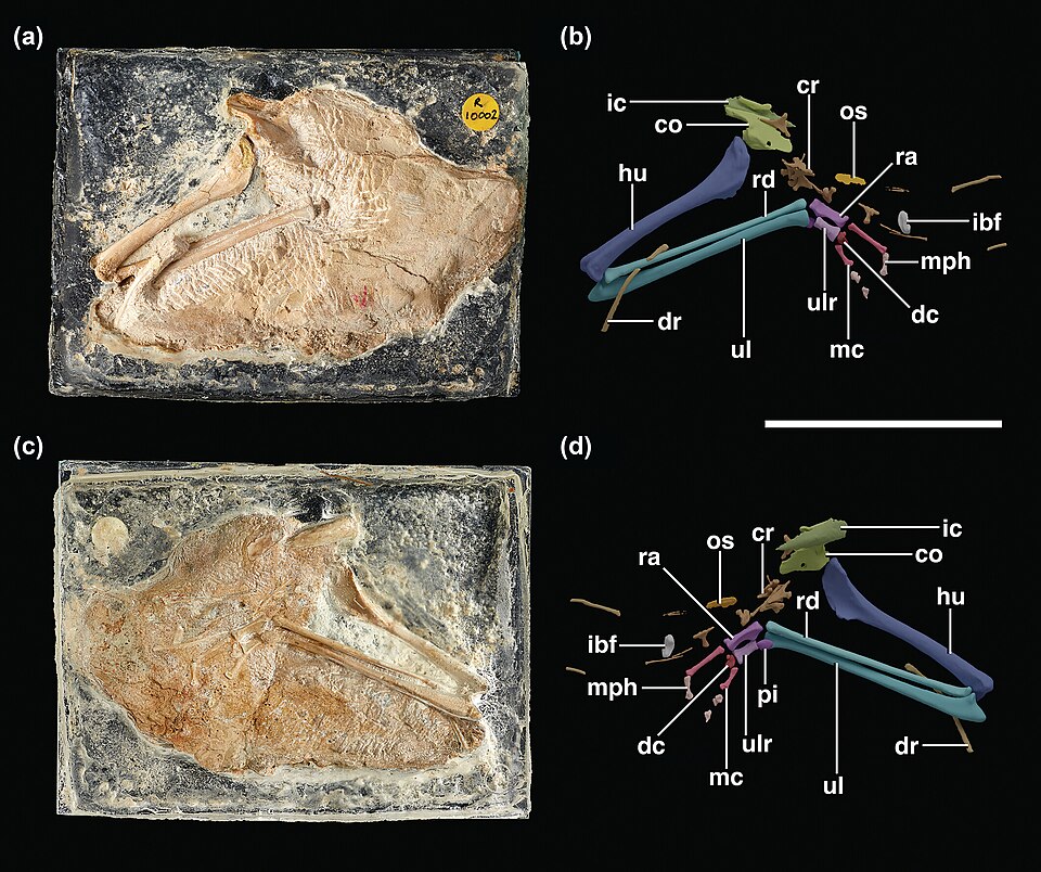 Forelimb material of Galahadosuchus jonesi, scalebar = 50 mm