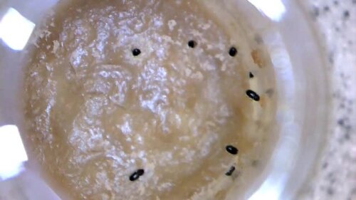 Supplementary Movie 1 Video showing specimens of Hypothenemus hampei foraging and boring into defined media.