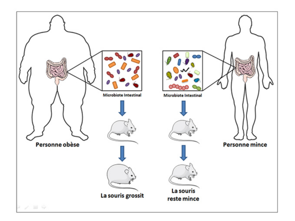 Les souris ayant reçu le microbiote de patients obèses grossissent plus vite et deviennent plus grasses que les souris dont l’intestin est colonisé avec le microbiote de patients maigres. Ces résultats suggèrent que les bactéries intestinales présentes chez un patient obèse participent à sa prise de
