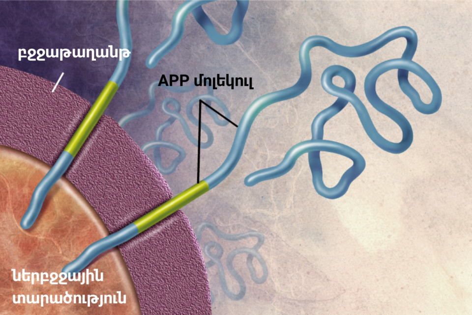 Enzymes act on the APP (Amyloid precursor protein) and cut it into fragments of protein, one of which is called beta-amyloid and its crucial in the formation of senile plaques in Alzheimer
