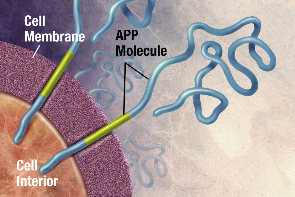 Enzymes act on the APP (Amyloid precursor protein) and cut it into fragments of protein, one of which is called beta-amyloid and its crucial in the formation of senile plaques in Alzheimer
