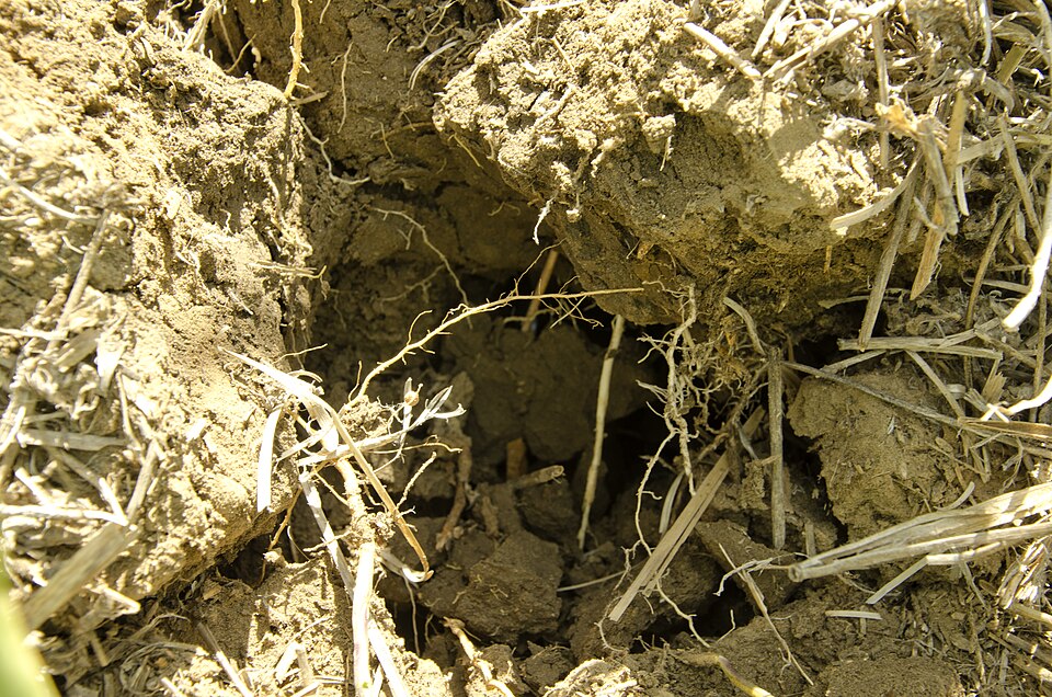 Image of a corn root (right) and a soybean root (left with nodules) growing toward eachother. The soybeans were a volunteer crop, seeming to thrive next to the corn. Baker, MT. July, 19, 2012.