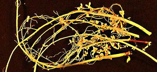 Soybean-root-nodules (cropped)