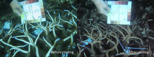 Acropora corals subjected to seasonally high water temperatures off Tutuila in American Samoa appear bleached of color (left). After 24 hours of treatment (right) with cooled seawater, some of their color has returned. Photo: B. Von Herzen, Climate Foundation.