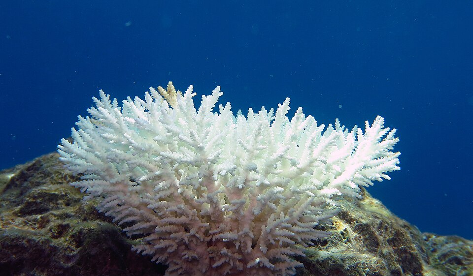Bleached colony of Acropora coral_Andaman islands