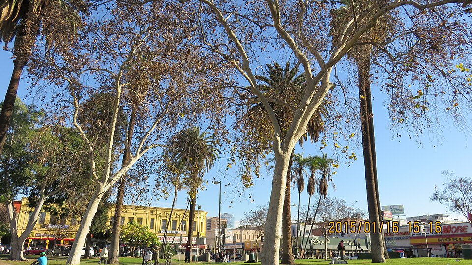 MacArthur Park, Los Angeles, CA, USA. In the background, Alvarado Street on the left, and 7th Street on the right.