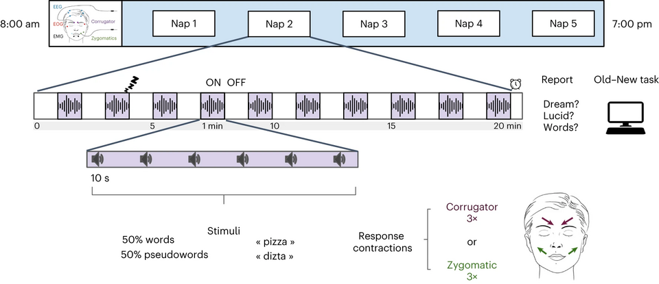 "Participants with narcolepsy went through five 20-min naps during the same day. In each nap, periods with stimulation (ON) alternated, every minute, with periods when no stimulus was presented (OFF). During the ON periods, participants were presented with words and pseudo-words and asked to either