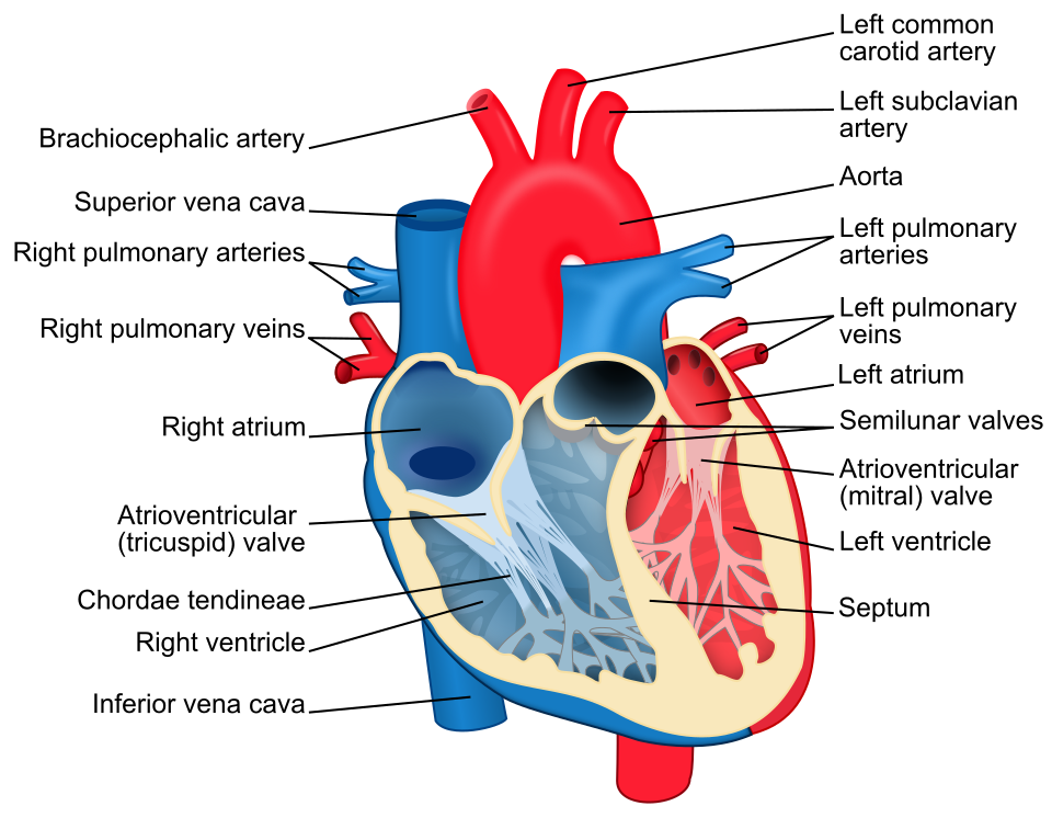 Heart diagram with labels in English. Blue components indicate de-oxygenated blood pathways and red components indicate oxygenated blood pathways.[1][2]