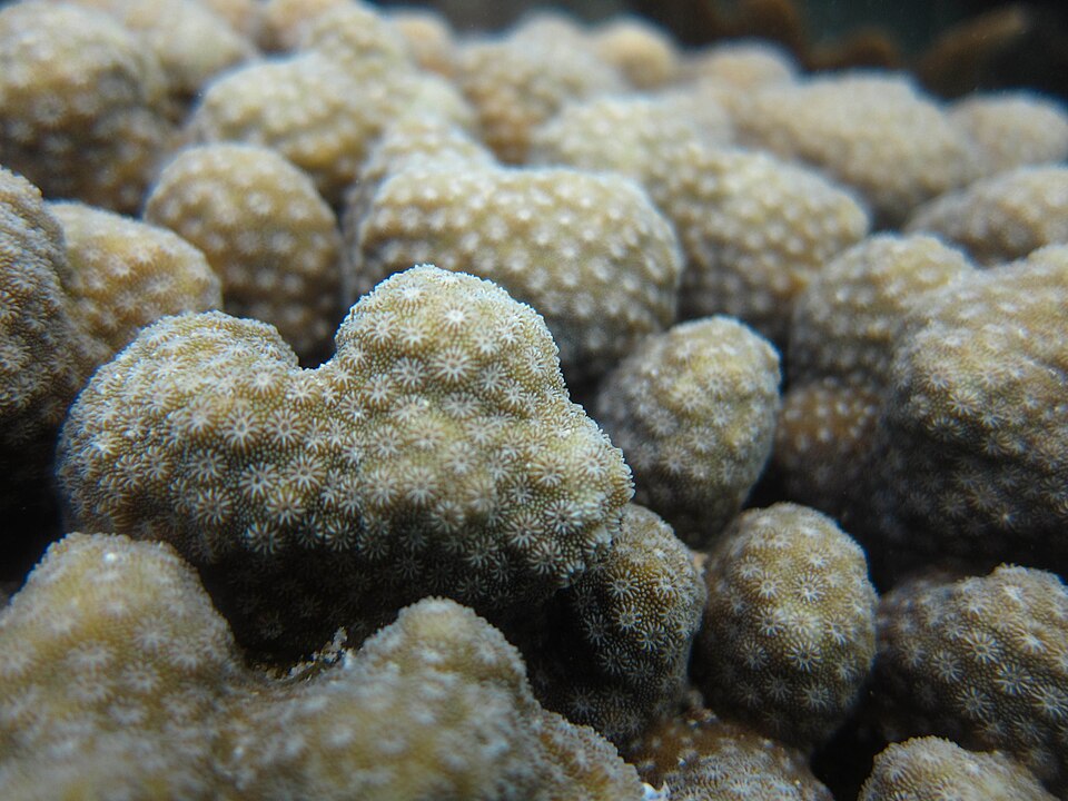 Vista de coralitos de Cyphastrea microphthalma, Ningaloo Reef, Australia.
Global Coral Microbiome Proyect.