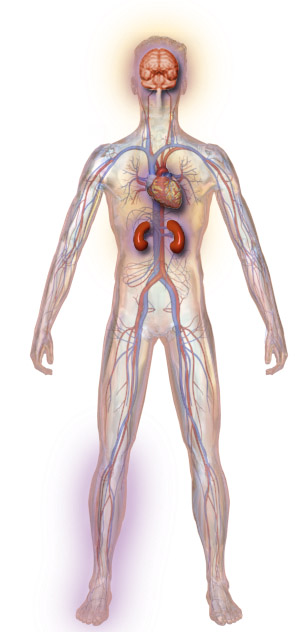 Medical illustration of diabetes' affect on the body.