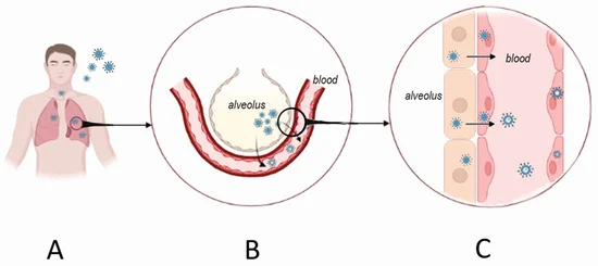 Hantavirus hemorrhagic fever with renal syndrome  mechanism