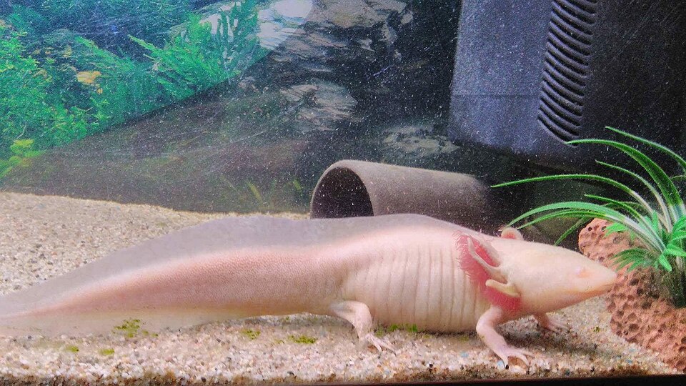 Axolotl or Ambystoma mexicanum