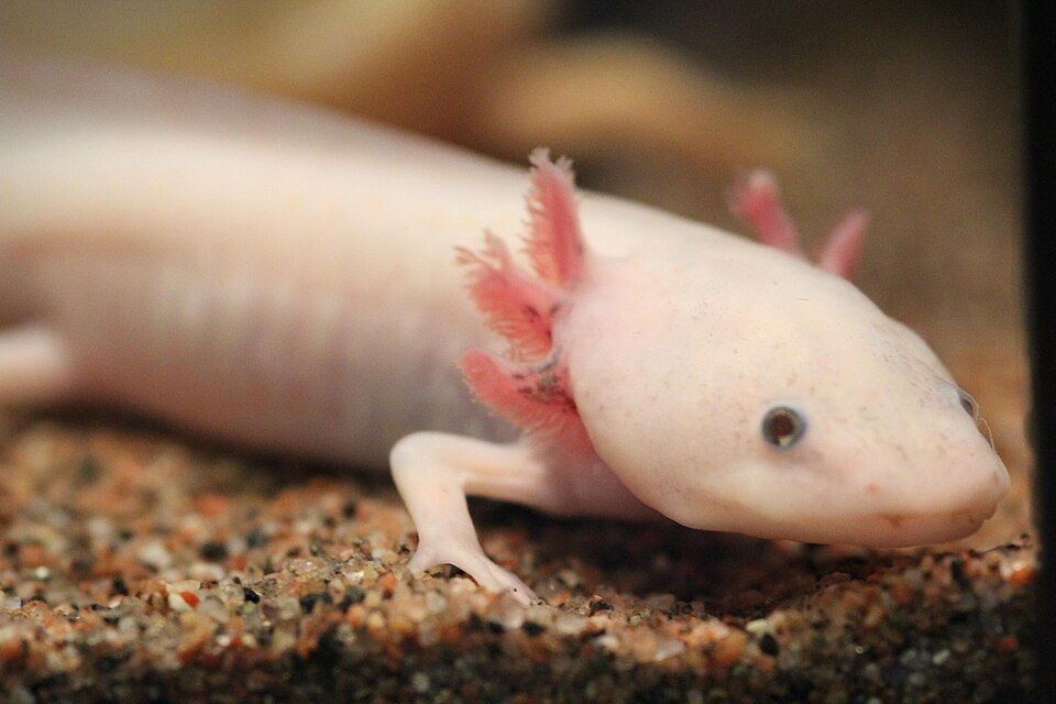 This is a picture of Ambystoma mexicanum (Axolotl). For more pictures visit www.beebeetle.com/animals/?id=137028.
