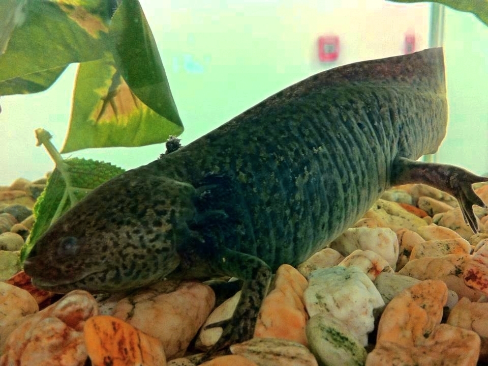 An axolotl (Ambystoma mexicanum) in the laboratories of the Monterrey Institute of Technology, Mexico City campus